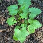 Lactuca muralis Leaf