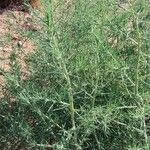 Salsola kali 葉