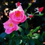 Rosa virginiana Blüte