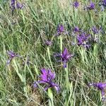 Iris reichenbachiana Кветка
