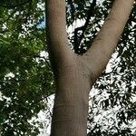 Alphitonia excelsa പുറംതൊലി