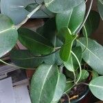 Stephanotis floribunda Листок