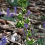 Phacelia heterophylla عادت