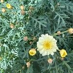 Argyranthemum frutescens Blomma