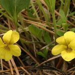 Viola bakeri Habit