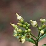 Voacanga africana Blomma