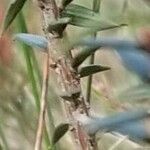 Epacris impressa Leaf