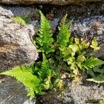 Asplenium adiantum-nigrum 葉