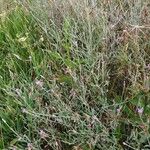 Xeranthemum cylindraceum Habit