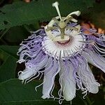 Passiflora incarnata Kwiat