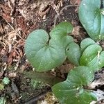 Asarum caudatum Yaprak