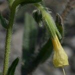 Onosma pseudoarenaria Fiore