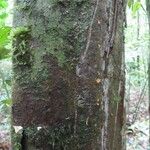 Micrandra rossiana 樹皮