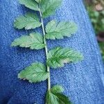 Erodium moschatum Leaf