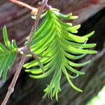 Metasequoia glyptostroboides Hoja