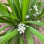 Eleutherine bulbosa Flor