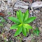 Vernonia baldwinii Leaf