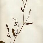 Rumex thyrsiflorus Celota