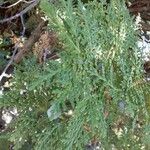 Cupressus leylandii Delienn