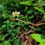 Tridax procumbens പുഷ്പം