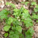 Sanicula europaea Bloem