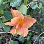 Talipariti tiliaceum Λουλούδι
