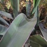 Agave salmiana Leaf