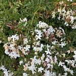 Jasminum polyanthum Fleur