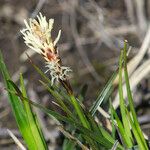 Carex ericetorum Habitatea