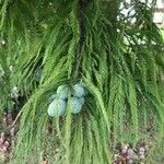 Taxodium distichum Feuille