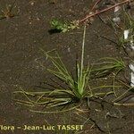 Isoetes longissima عادت داشتن