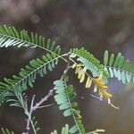 Sesbania sesban Levél