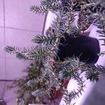 Sedum reflexum "blue spruce"Лист