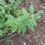 Hypericum hirsutum Leaf