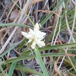 Carex baldensis Λουλούδι