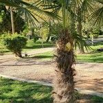 Trachycarpus fortunei Natur