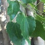 Croton megalobotrys Leaf