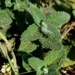 Teucrium scorodonia Blatt