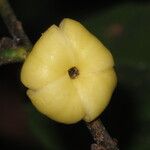 Diospyros bipindensis Fruto