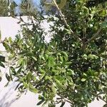 Quercus fusiformis Hoja