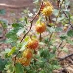 Ribes roezlii Fruit