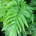 Tectaria gemmifera पत्ता