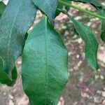 Garcinia gardneriana Leaf