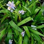 Iris japonica 整株植物