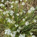 Lobularia maritima Blomma