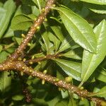Morella cerifera Hoja