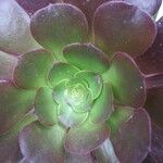 Aeonium arboreum Fulla