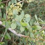 Lawsonia inermis Hostoa