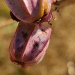Prangos ferulacea Цветок