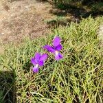 Viola corsica പുഷ്പം